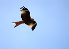 Rode Wouw   C.Martijn